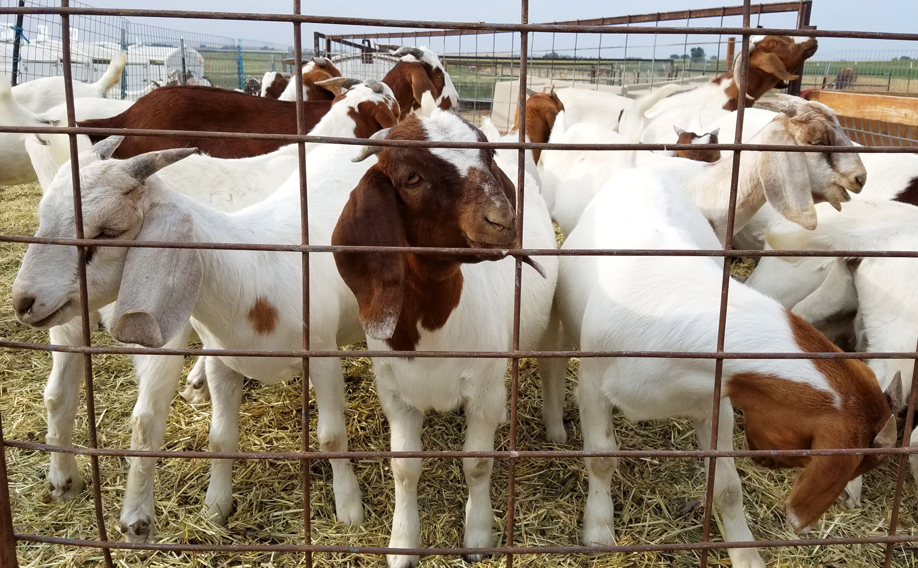Ornery Goats farm
